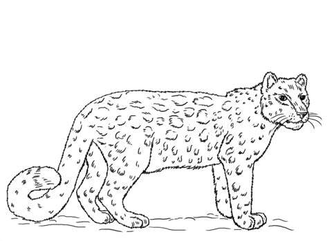 Snow Leopard Coloring Page